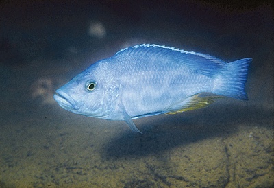 Nimbochromis livingstonii 'Makokola Reef'